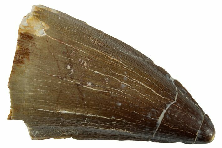 Fossil Mosasaur (Prognathodon) Tooth - Morocco #262825